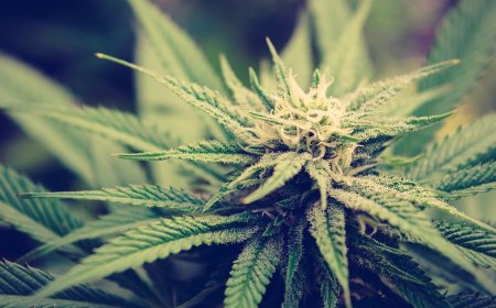 Flavor Cartridges Delivery in La Habra: A Modern Cannabis Convenience at Your Fingertips