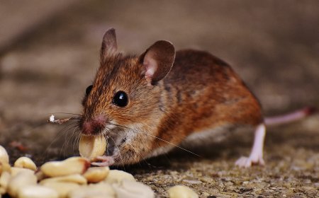 Urban Wildlife and Rodent Threats: Why Professional Pest Control Is Essential in Melbourne