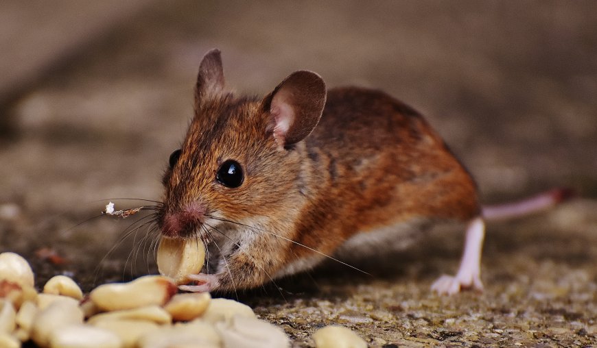 Urban Wildlife and Rodent Threats: Why Professional Pest Control Is Essential in Melbourne