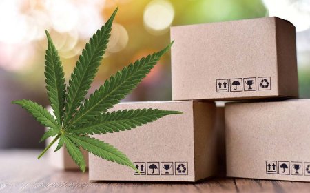 Custom CBD Boxes: The Packaging Powerhouse That Elevates CBD Brands