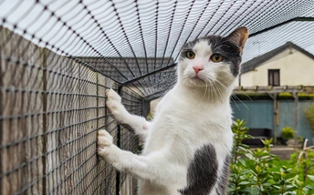 Cat Safety Nets Designed for Dubai's Climate Considerations