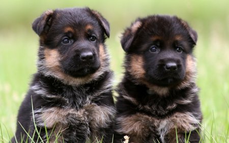 German Shepherd Puppies for Sale in Florida – Purebred & Healthy