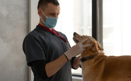 Inside a Veterinary CT Scan: What to Expect When Your Pet Needs One