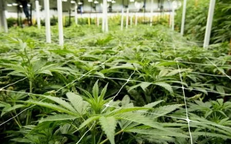 How the Best Trellis for Cannabis Increases Your Harvest Potential