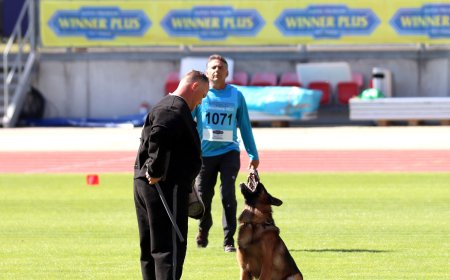 German Shepherd for Sale in Florida – Puppies & Adults Available