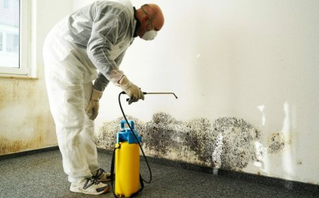 Common Types of Household Mold and How to Identify Them