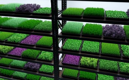 Microgreens Manufacturing Plant, Detailed Project Report, Setup Cost and Investment Opportunities