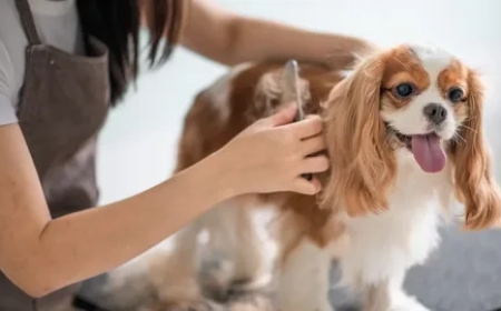 In-Home Grooming for Cats: Expert Mobile Pet Groomer Services