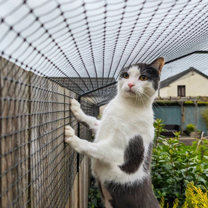 Cat Safety Nets Designed for Dubai's Climate Considerations