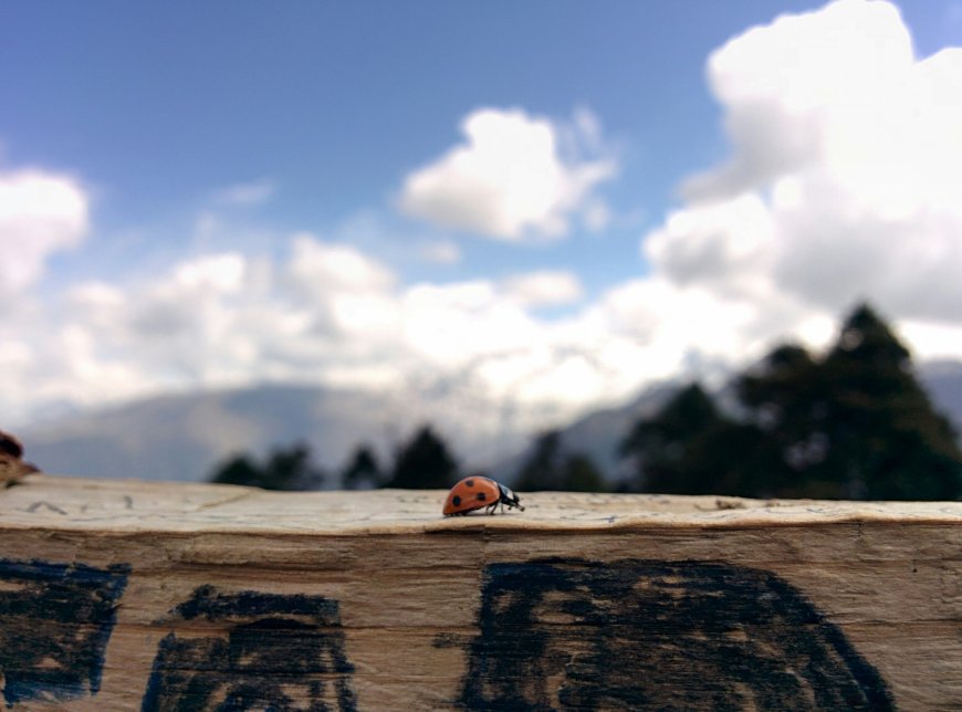 What Makes the Ghorepani Ghandruk Trek Special Compared to Other Short Treks?