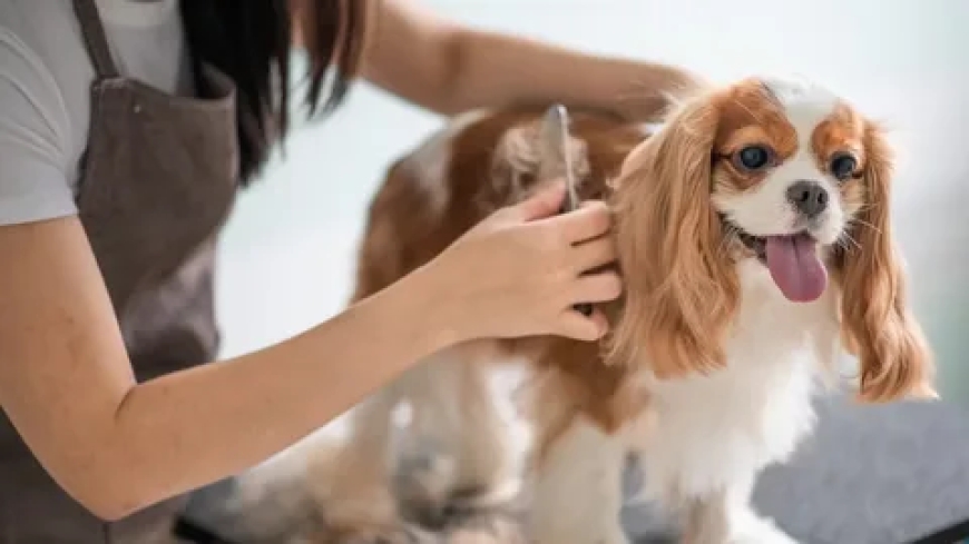 In-Home Grooming for Cats: Expert Mobile Pet Groomer Services